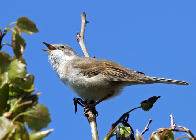 Poetry of Birds Workshop