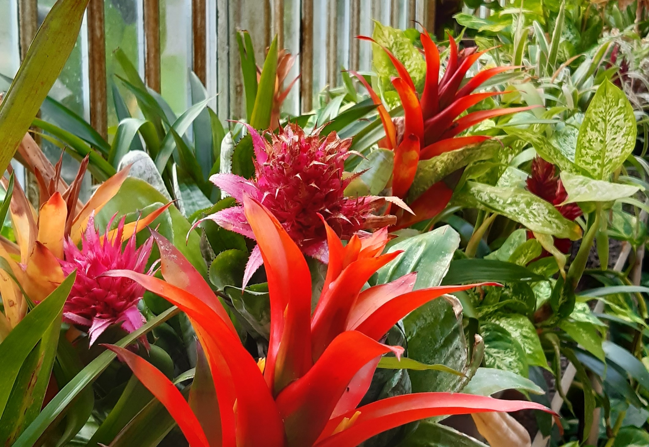 Rewriting the Ravine and Poems in the Palm House: Nature Writing 