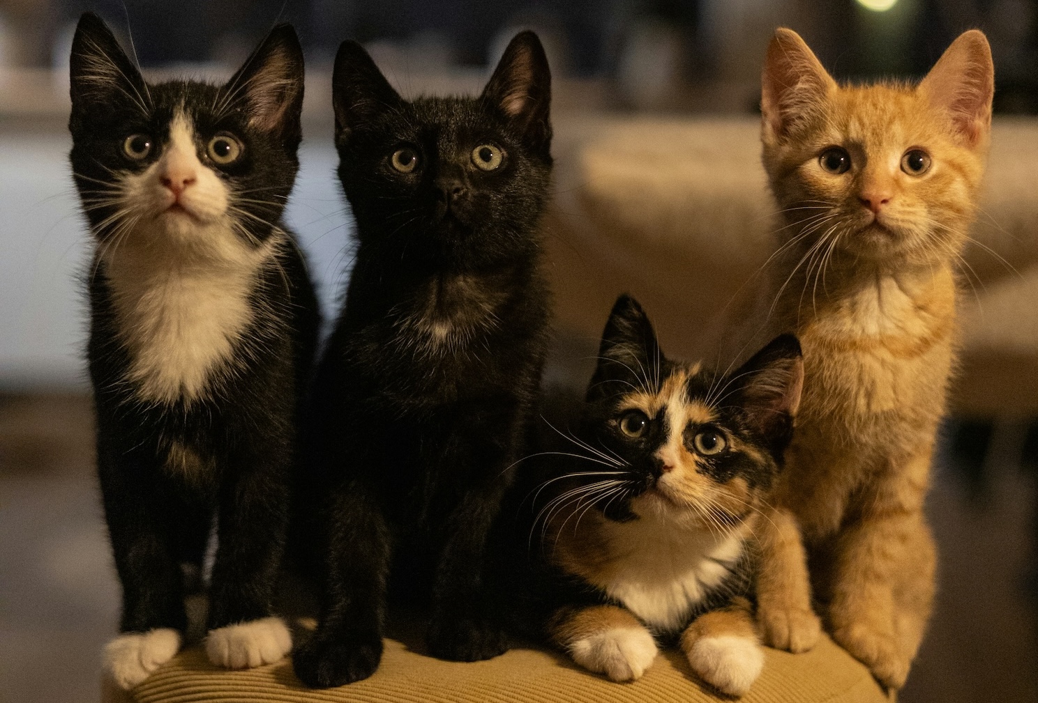 Italian: Idiomatic Expressions